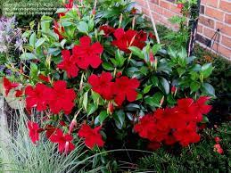 Plantfiles Pictures Mandevilla Dipladenia Sun Parasol Dark Red Mandevilla By Ronrog3 Sun Parasol Dark Red Hanging Baskets
