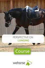 Maybe you would like to learn more about one of these? Why To Lunge With The Cavesson Or Bridle Horse Riding Tips Horse Exercises Horse Riding