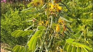 Image result for Senna petersiana