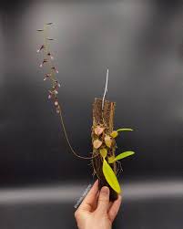 Image result for Bulbophyllum saltatorium
