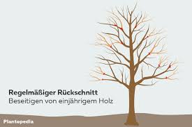 Eine offene schnittfläche am baum bietet auch immer eine angriffsfläche für bakterien, pilze und. Ahorn Schneiden Anleitung In 5 Schritten Ahornbaum