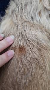 Image result for what do lice look like in dog fur