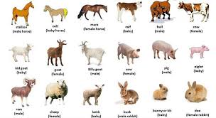 Well, what do you know? A Wessex Saddleback Is A Breed Of Trivia Questions Quizzclub