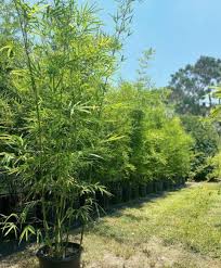 Image result for Bambusa