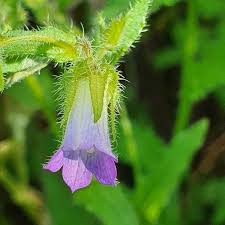 Image result for Gunillaea