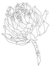 Protea Coloring Page Supercoloring Com Protea Art Protea Flower Outline Drawings