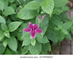 Image result for Asystasia intrusa