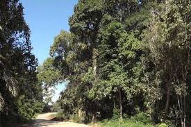 Adat resam dan pantang larang suku kaum di sabah books stationery books on carousell. Dayak Iban Tak Segan Berubah Halaman All Kompas Com