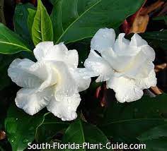 Maybe you would like to learn more about one of these? Crape Jasmine Tree