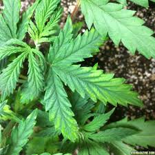 Image result for zinc burn in plants