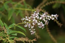 Image result for Aloysia citrodora