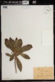 Image result for Gnidia chapmanii