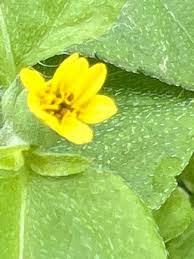 Image result for Calyptocarpus vialis