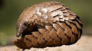 Çinli uzmanlar, karıncayiyenlerden (pangolin) alınan genlerin, korona genleriyle yüzde 99 benzerlik gösterdiğini bu nedenle yarasalardan insanlara geçtiği düşünülen virüsün taşıyıcısının karıncayiyenler. Pangolins May Be Intermediate Hosts Of Novel Coronavirus Researchers Cgtn