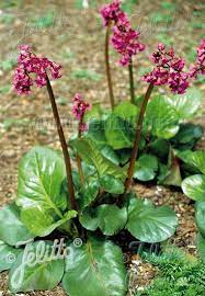 Types of begonia plants # begonia varieties # begonia various namessubscribe to my channel ❤ thank you. Jelitto Perennial Seed Bergenia Cordifolia Rotblum Portion S