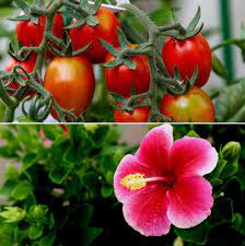 Well, now you must check out the simplest yet effective medicinal plants that must be there in the garden: Garden Plants In India A Step By Step Guide Gardening Tips