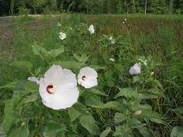 Image result for Hibiscus physaloides