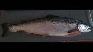 Po dimenzijama je najkrupnija pastrmska riba dunavskog sliva, pa je u literaturi poznata i kao dunavski losos. Priprema Ribe 1 Mladica Losos Cijeli U Tepsiji Youtube