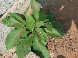 Image result for Pavetta catophylla