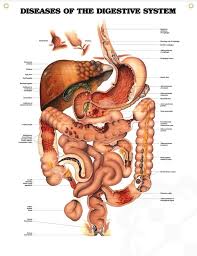Diseases Of The Digestive System Chart 20x26 Digestive System Anatomy Human Anatomy And Physiology Human Digestive System