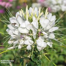 Image result for Cleome iberidella