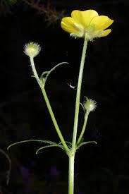 Image result for Ranunculus oreophytus