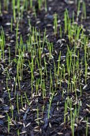 Solved The Best Time To Plant Grass Seed Grass Seed Lush Lawn Lawn Fertilizer