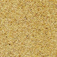 A Treat For Guineas White Millet Or Maybe Just Buy A Bird Seed Mix That Contains White Millet Millet Seeds Buy Seeds