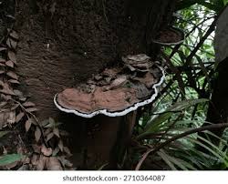 Image result for Ganoderma applanatum
