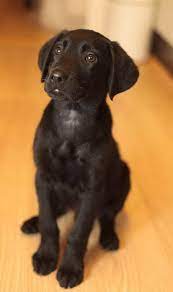 This is a large, bouncy, and a black goldador, a chocolate brown goldador or a yellow goldador. Black Labrador And Golden Retriever Mix Petsidi