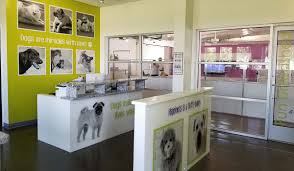 Your pets could not get much safer. The Barkshire A Resort For Paws Doggy Daycare Boarding Dog Hotel