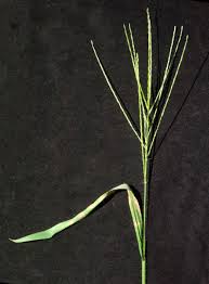 Image result for Digitaria velutina