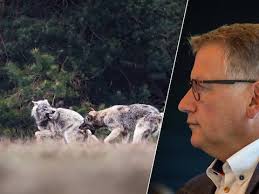 Wolf bijt dertien schapen dood op de Veluwe: 'Niemand doet iets, ik word er  schijtziek van'