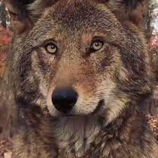 Animirovannoe Foto Wolf Conservation Center Red Wolf Wolf Dog