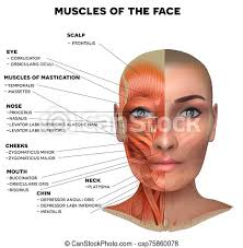 These leg muscle diagrams show you the major muscles of the human leg. Facial Muscles Of The Female Facial And Neck Muscles Of The Female Half Of The Face Muscles And Half Skin Each Muscle With Canstock