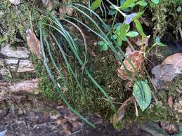 Image result for Vittaria