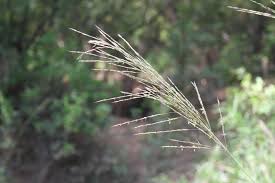 Image result for Chrysopogon nigritanus