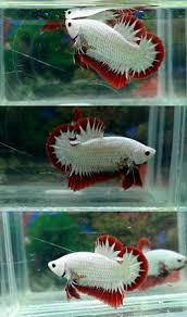 Sold Out By Mr Wee Thian Wong Price 31 Usd Receive Betta Fish Care Betta Fish Betta Aquarium