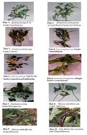 Image result for Astripomoea malvacea