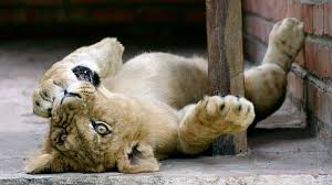 Except for the latter three, these species are able to roar. Do Big Cats Love Catnip Too Mental Floss