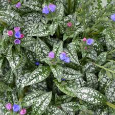 Image result for Pulmonaria Silverado