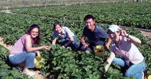 View all our malaysian vacancies now with new jobs added daily! This Malaysian Journalist Reveals The Ugly Truth About Fruit Picking In Australian Farms