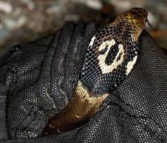 Baby Chinese Cobra Naja Atra Cobra Chinese Lizard
