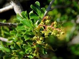 Image result for Searsia rogersii