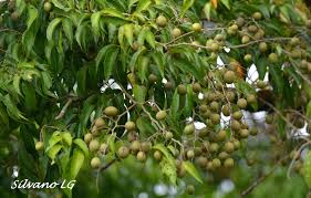 Image result for Dialium