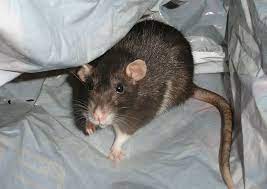 Auch die auskunft darüber, wie viele personen in der mietwohnung wohnen werden sollte stimmen, ansonsten kann der vermieter den mietvertrag später anfechten. Tipps Gegen Ratten Im Haus So Hat Die Plage Schnell Ein Ende Bauemotion De