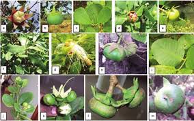 Image result for Sonneratia alba