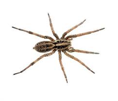 spider identification western exterminator