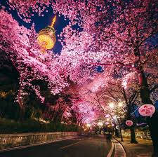 Taman bunga terindah di korea selatan. Destinasi Wisata Di Daegu Korea Selatan Romantis Untuk Solo Traveling Atau Bareng Pasangan