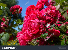 Old garden rose varieties tend to tolerate colder climates, and some cultivars can survive well in temperatures below zero. Aesthetic Contemplation Red Rose Stock Photo Edit Now 1454765090